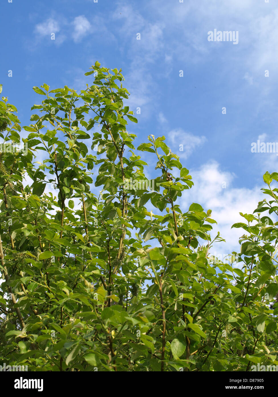 eared willow / Salix aurita / Ohr-Weide Stock Photo