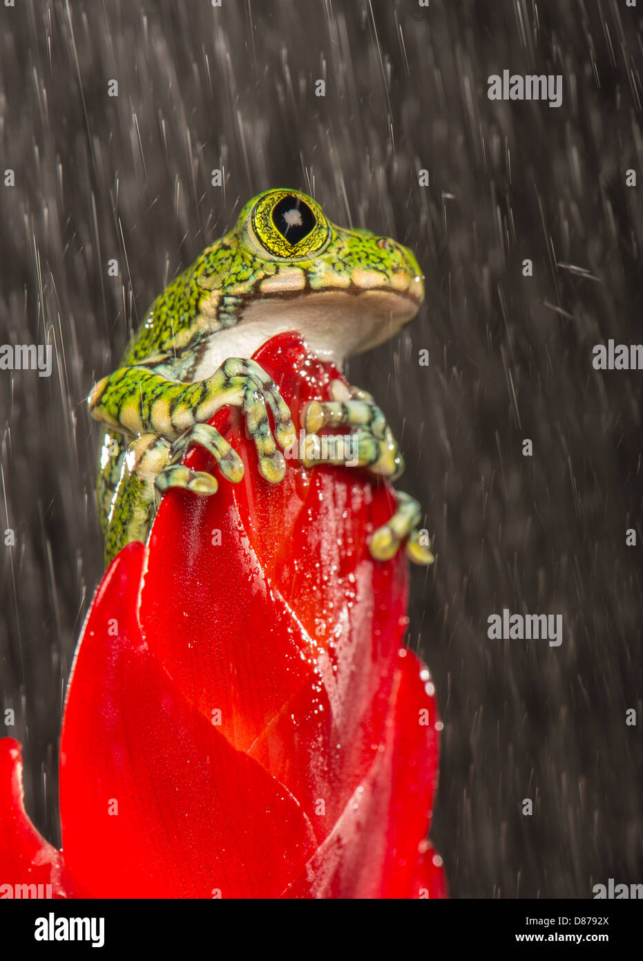 Peacock Tree Frog on plant Stock Photo Alamy