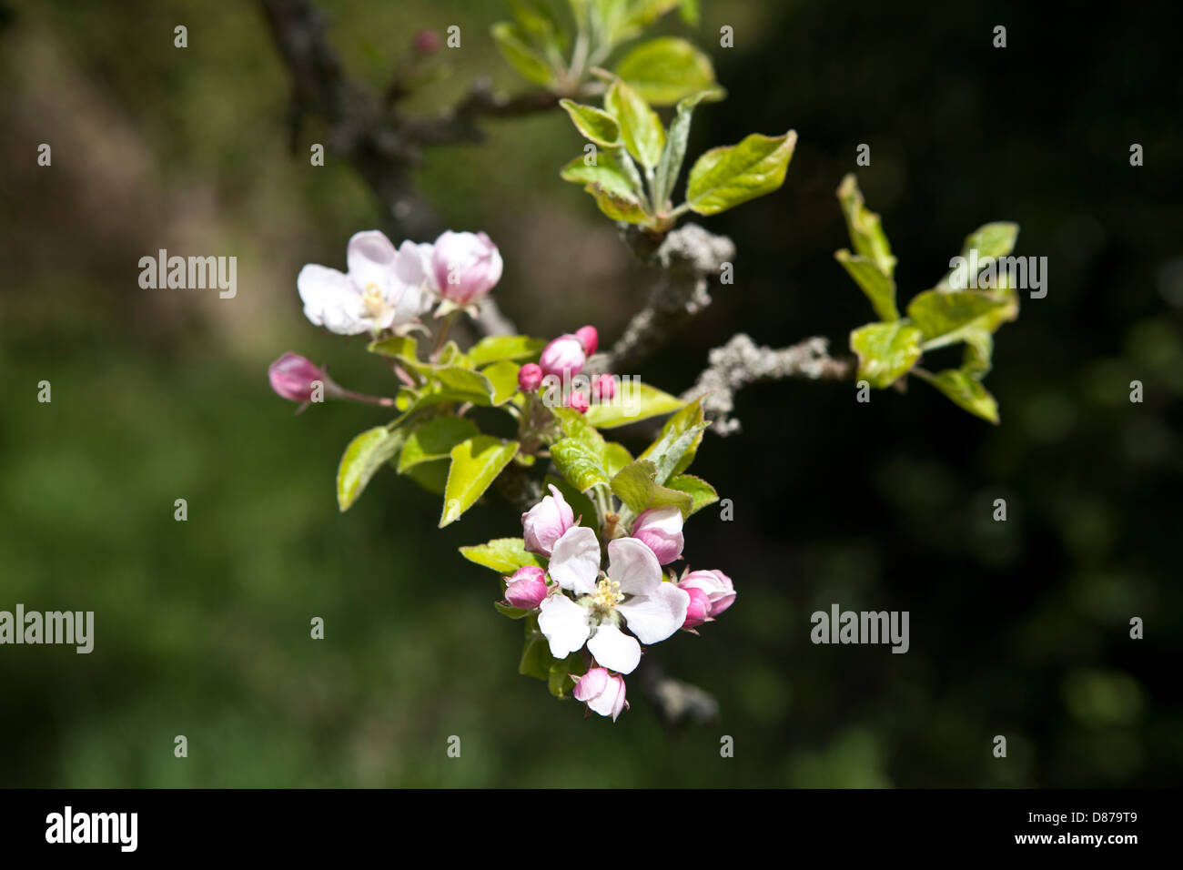 English orchard blossom hi-res stock photography and images - Alamy