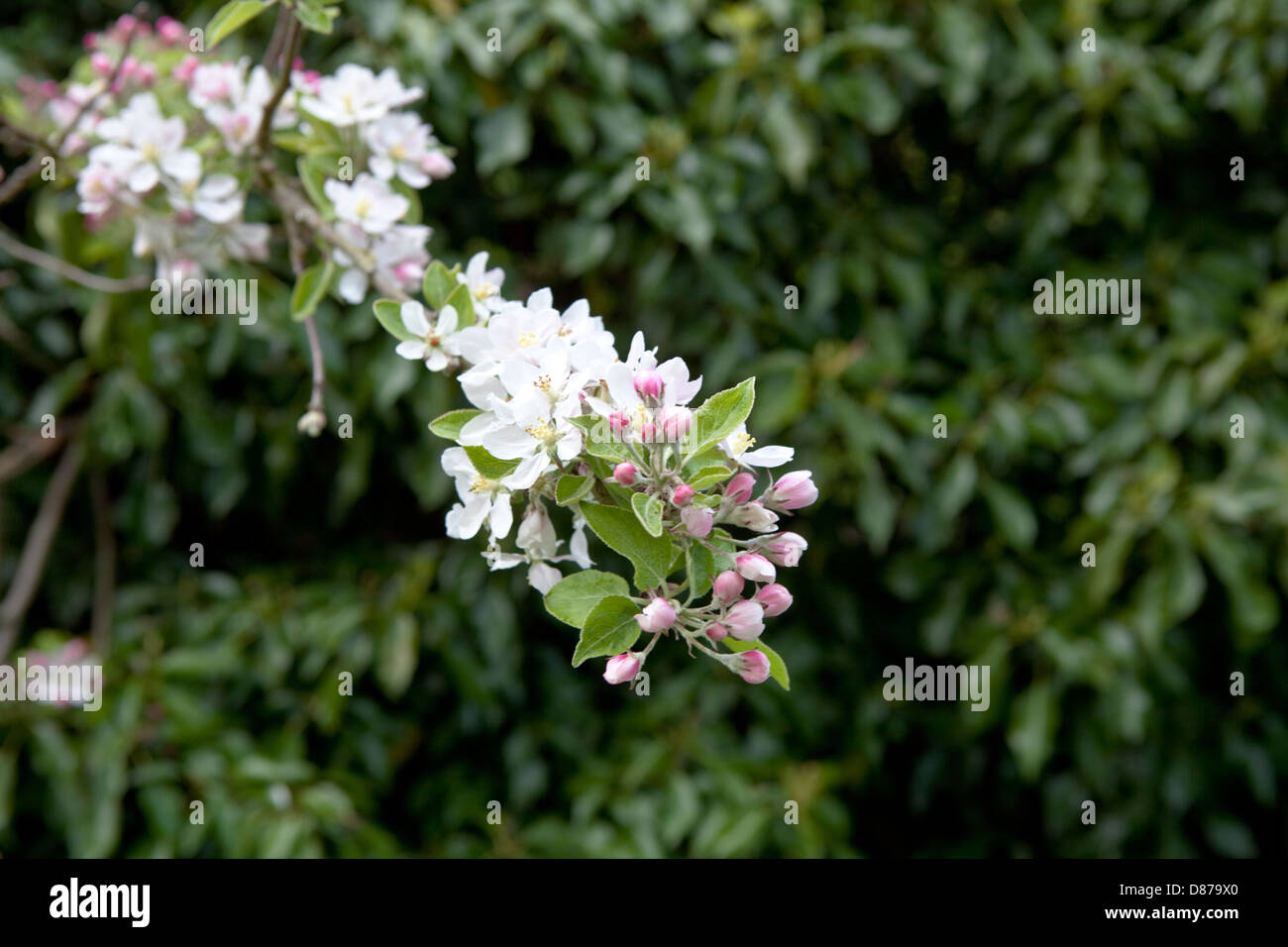 Apple blossom growing against a leafy hedge in an English garden in springtime. Stock Photo