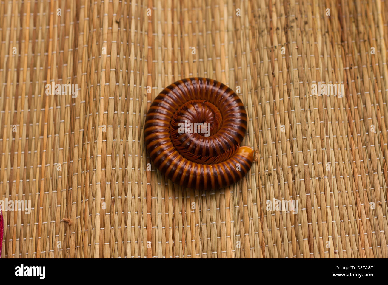 Millipedes contracted to protect Stock Photo