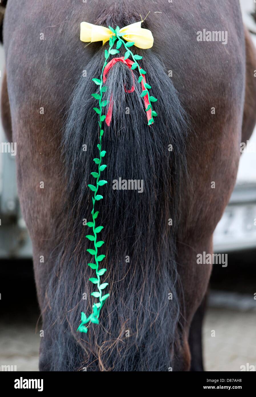draft bank to german english Photos Stock Horse With Horse Ribbons With Stock & Ribbons draft bank to german english Photos Stock Horse With Horse Ribbons With Stock & Ribbons