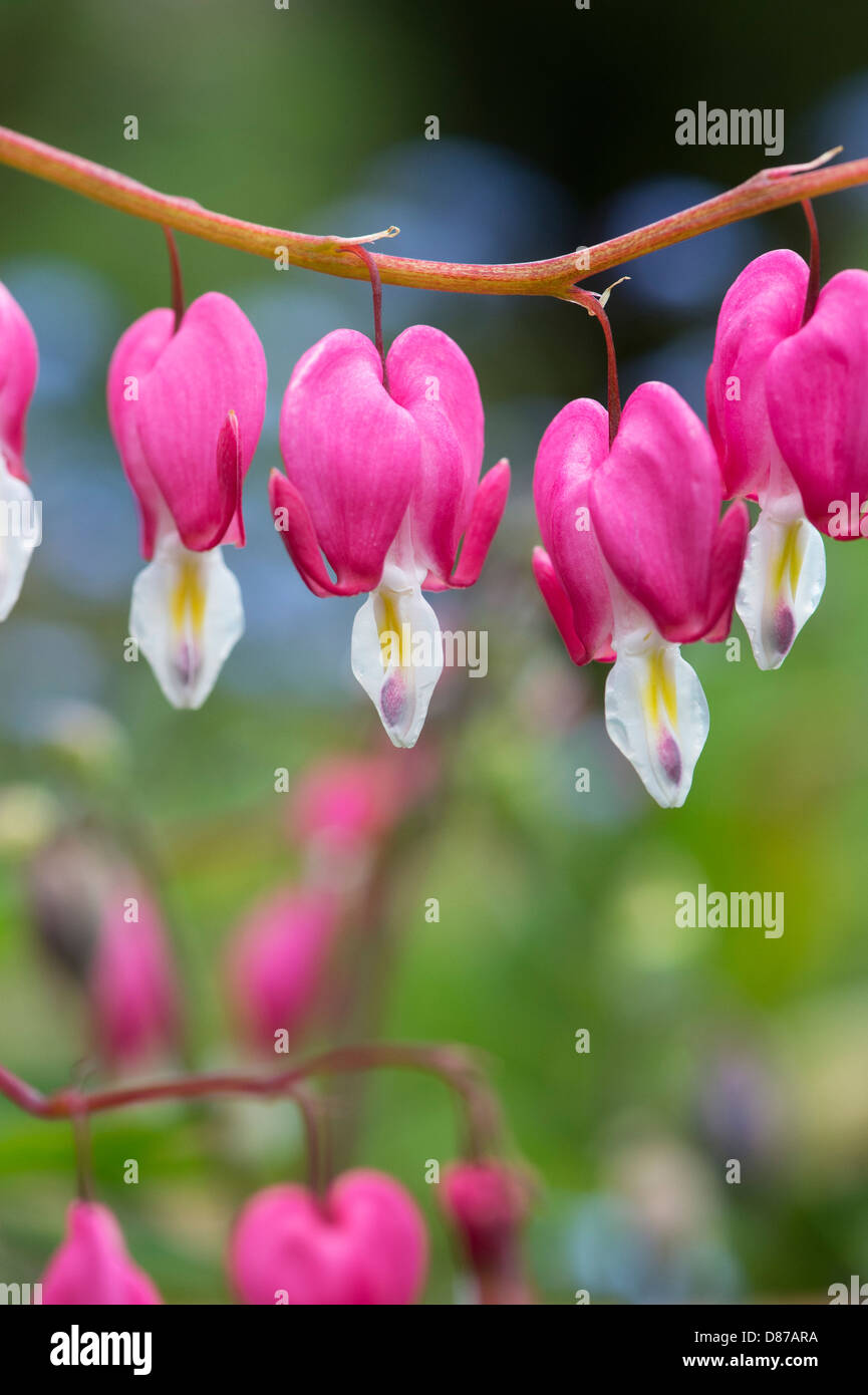 Lamprocapnos spectabilis. Bleeding heart flowers Stock Photo