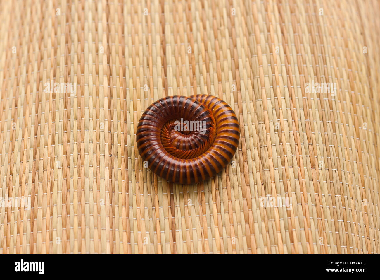 Millipedes contracted to protect Stock Photo