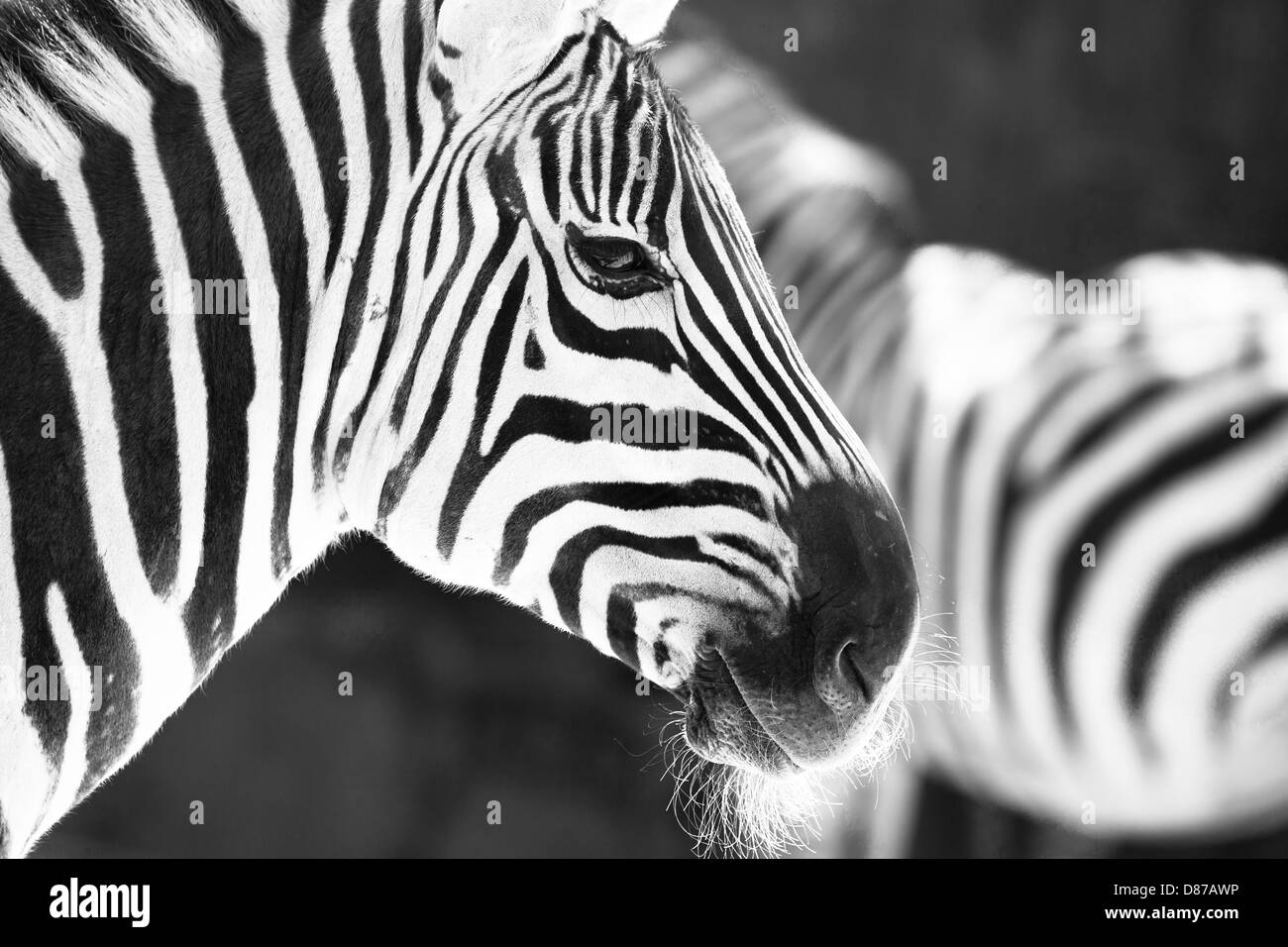 monochrome photo - detail head zebra in ZOO Stock Photo