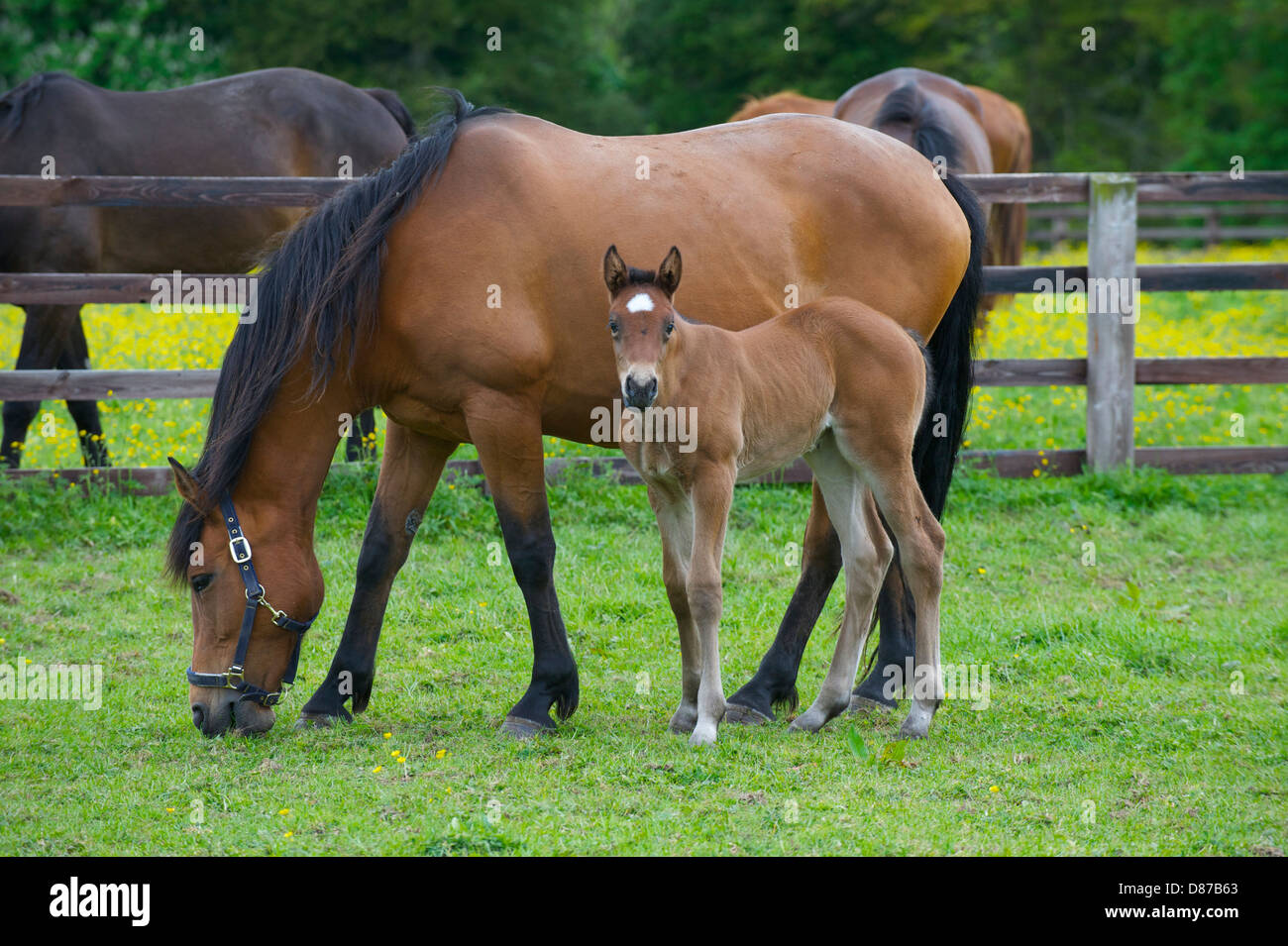 Mare and Foal horse horses Stock Photo - Alamy
