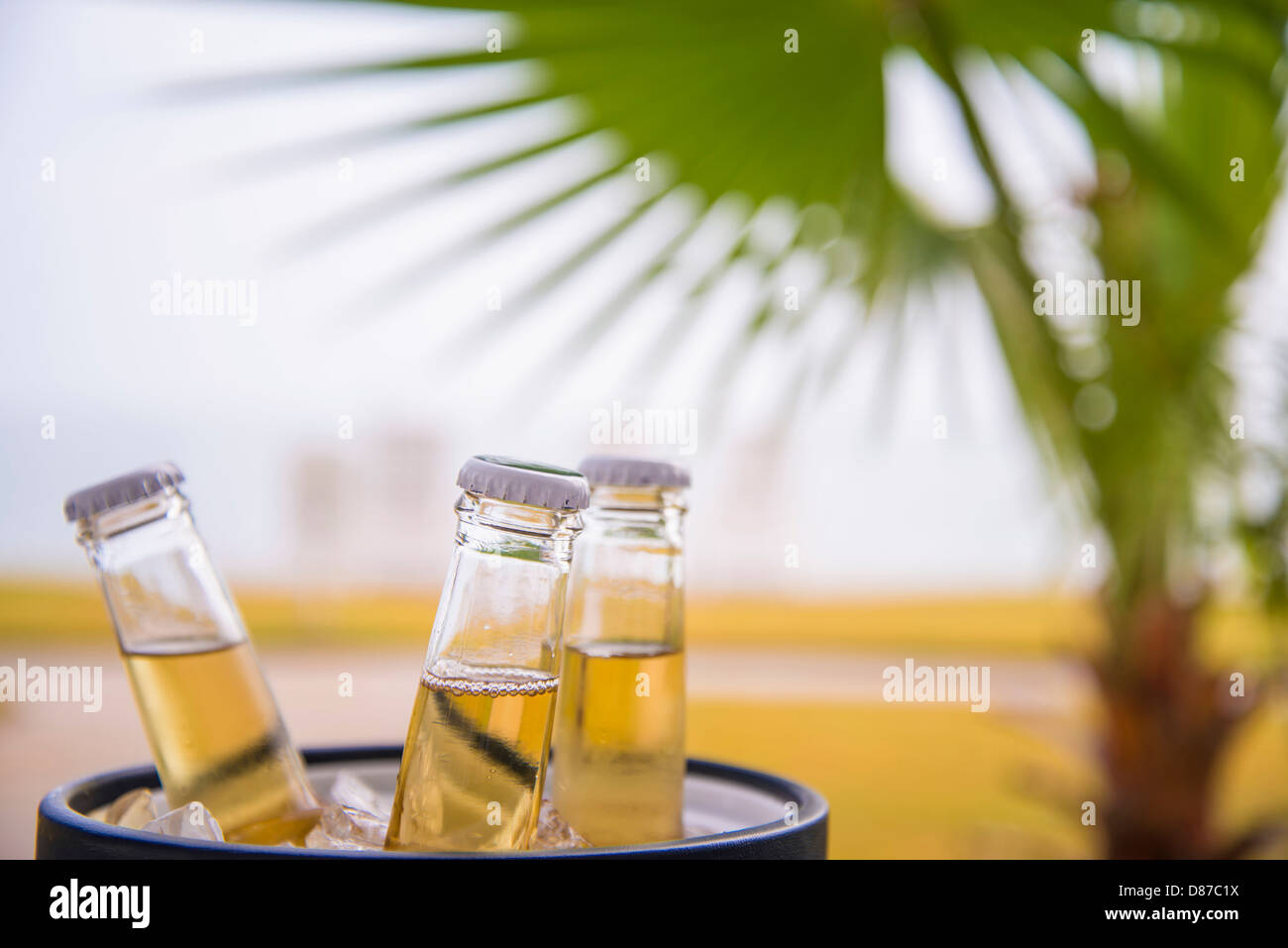 USA, Texas, Beer bottles in ice bucket in front of palm tree leaf Stock Photo Alamy