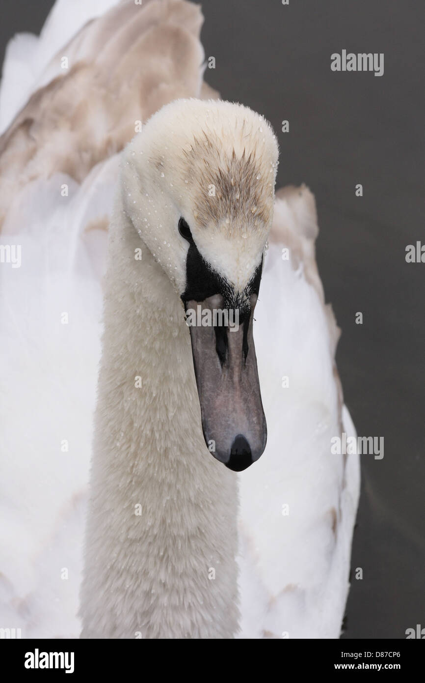 A fully grown in closeup Stock Photo Alamy