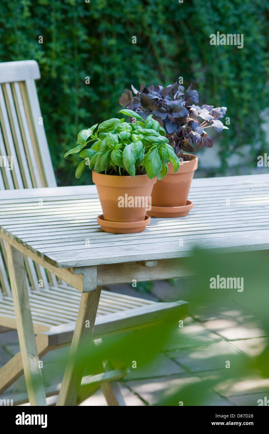 Pot plant of Basil and Red Basil on table Stock Photo Alamy