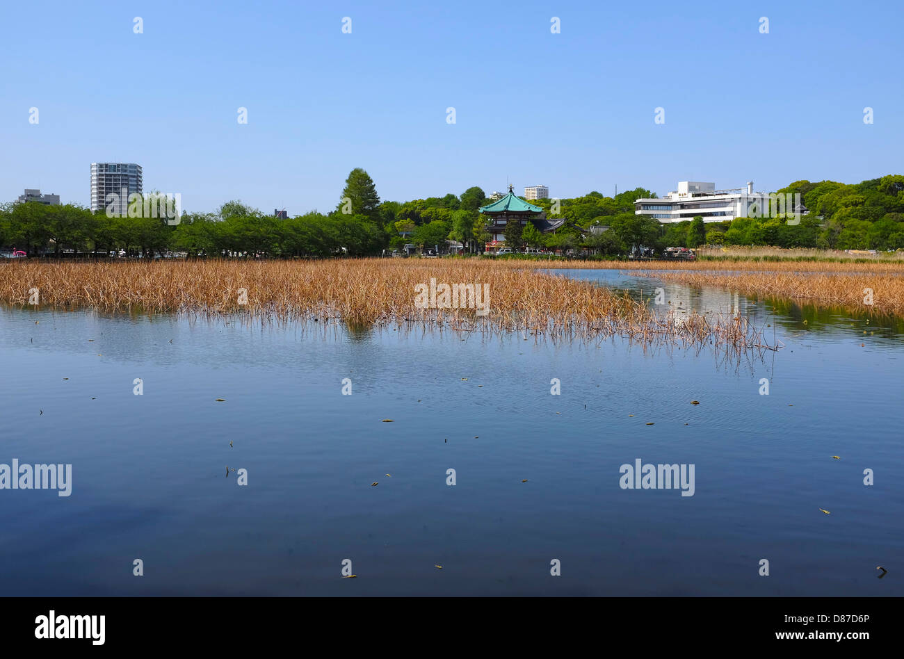 hasuike pond, Ueno park Stock Photo
