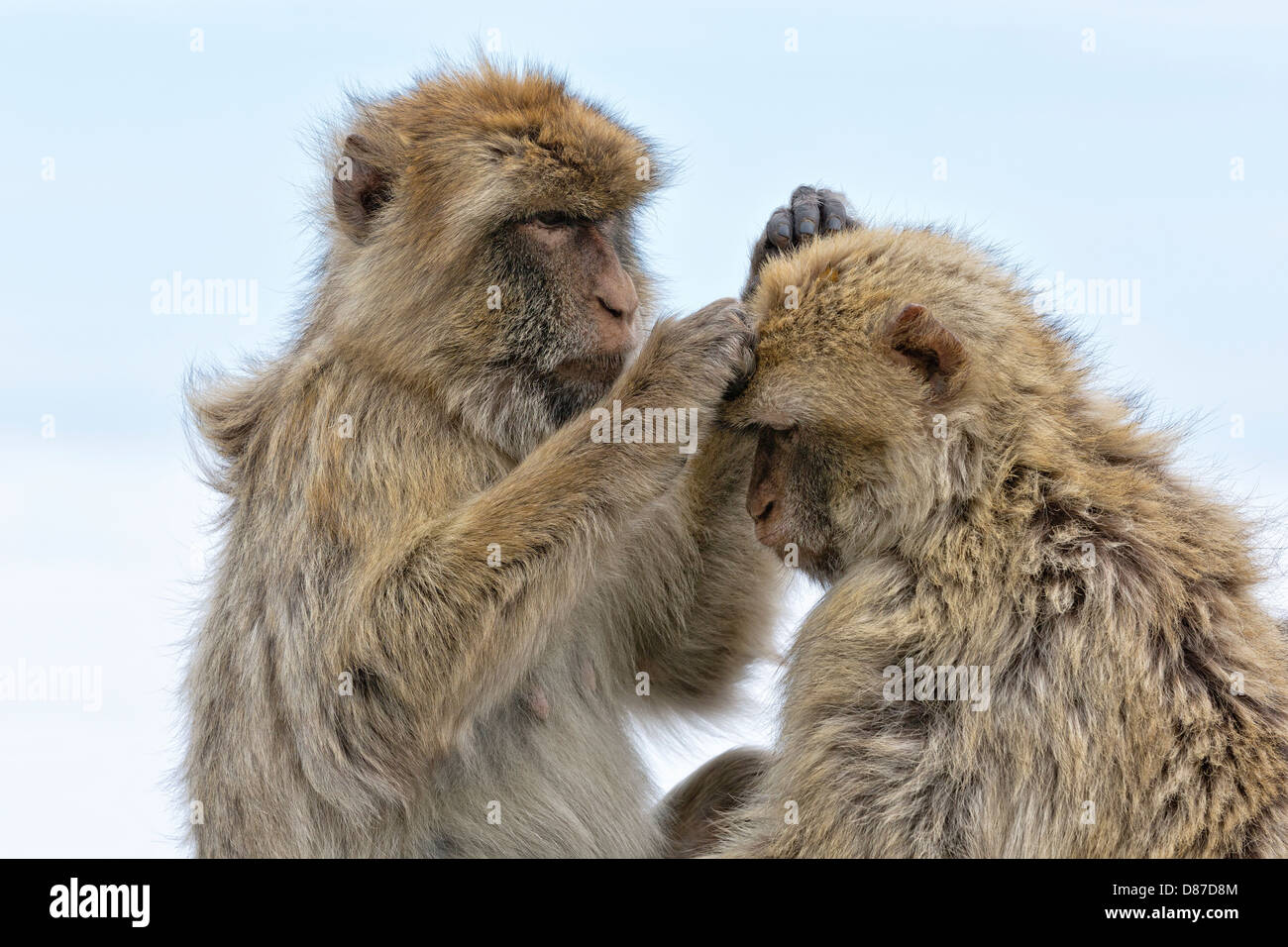 Barbary Macaque - mutual grooming Stock Photo