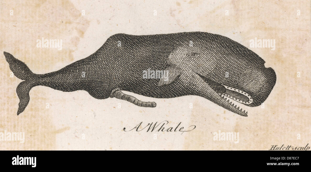 A WHALE OF 1763 Stock Photo