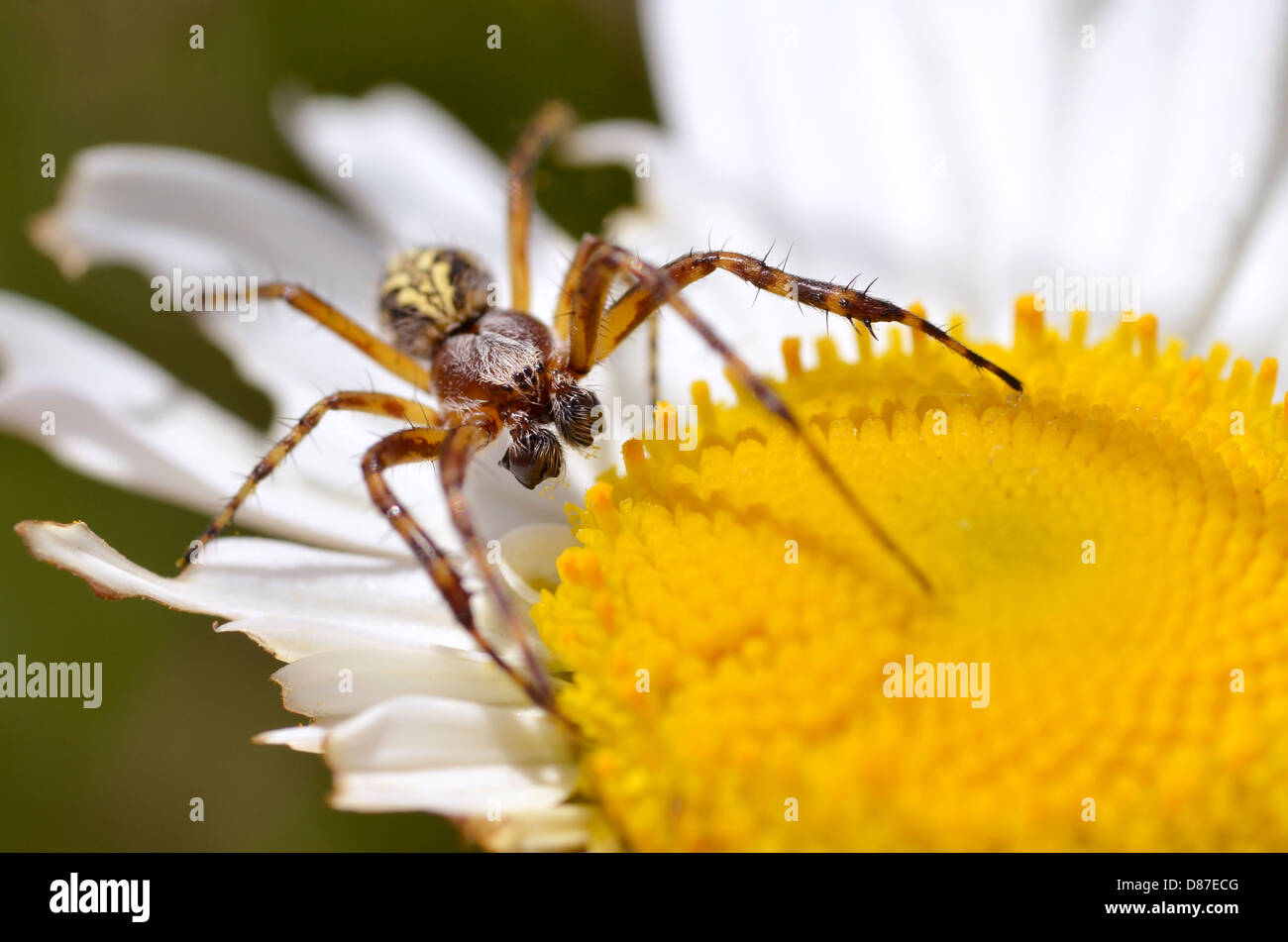 Macro of spider with big palps, on the yellow heart of daisy flower Stock Photo