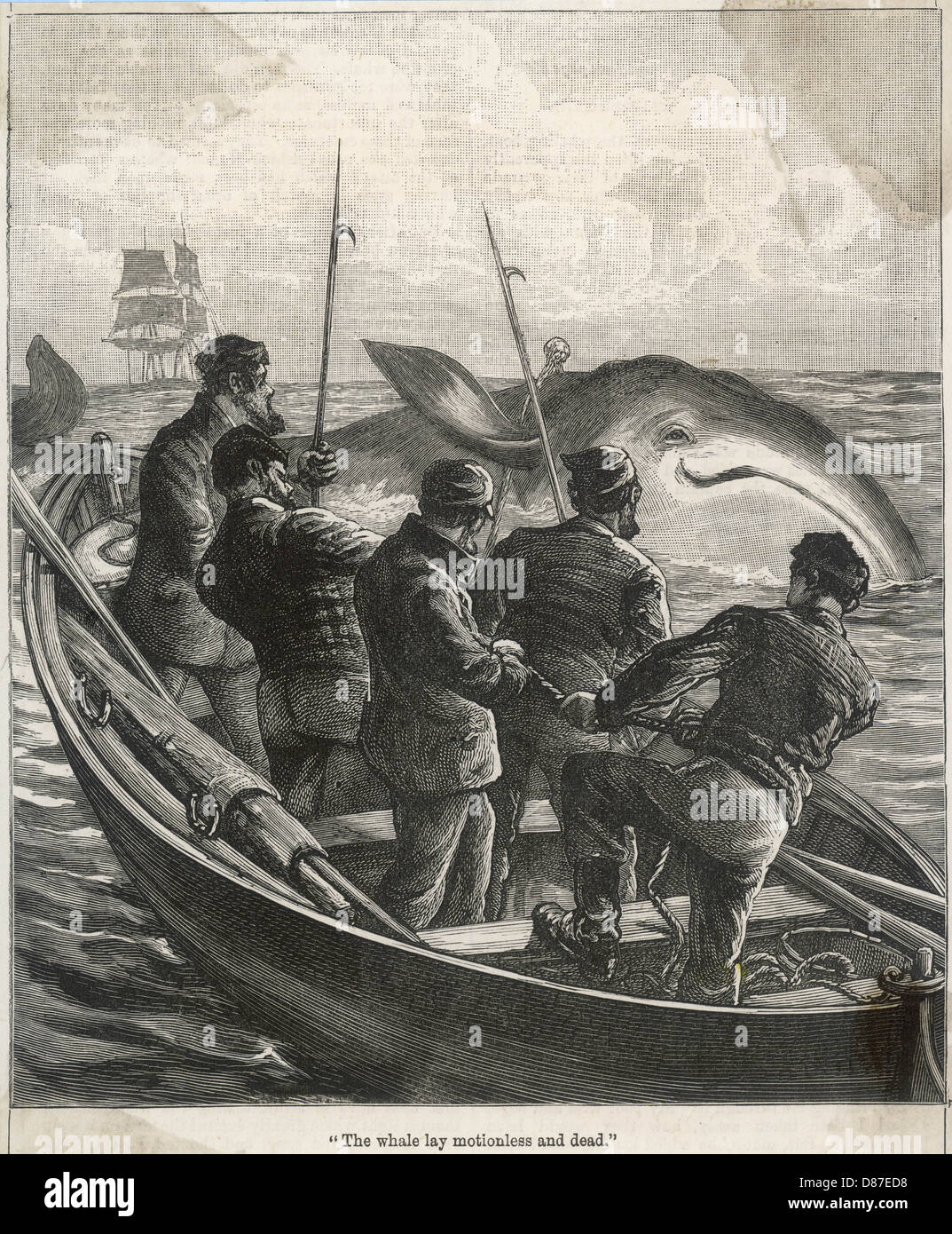 Whaling From Small Boat Stock Photo