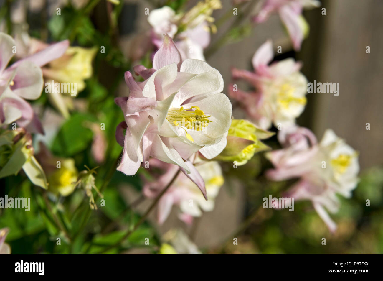 Aquilegia or Columbine flower. Stock Photo