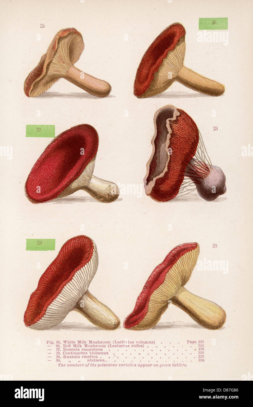 Mushrooms Walsh 25 30 Stock Photo Alamy