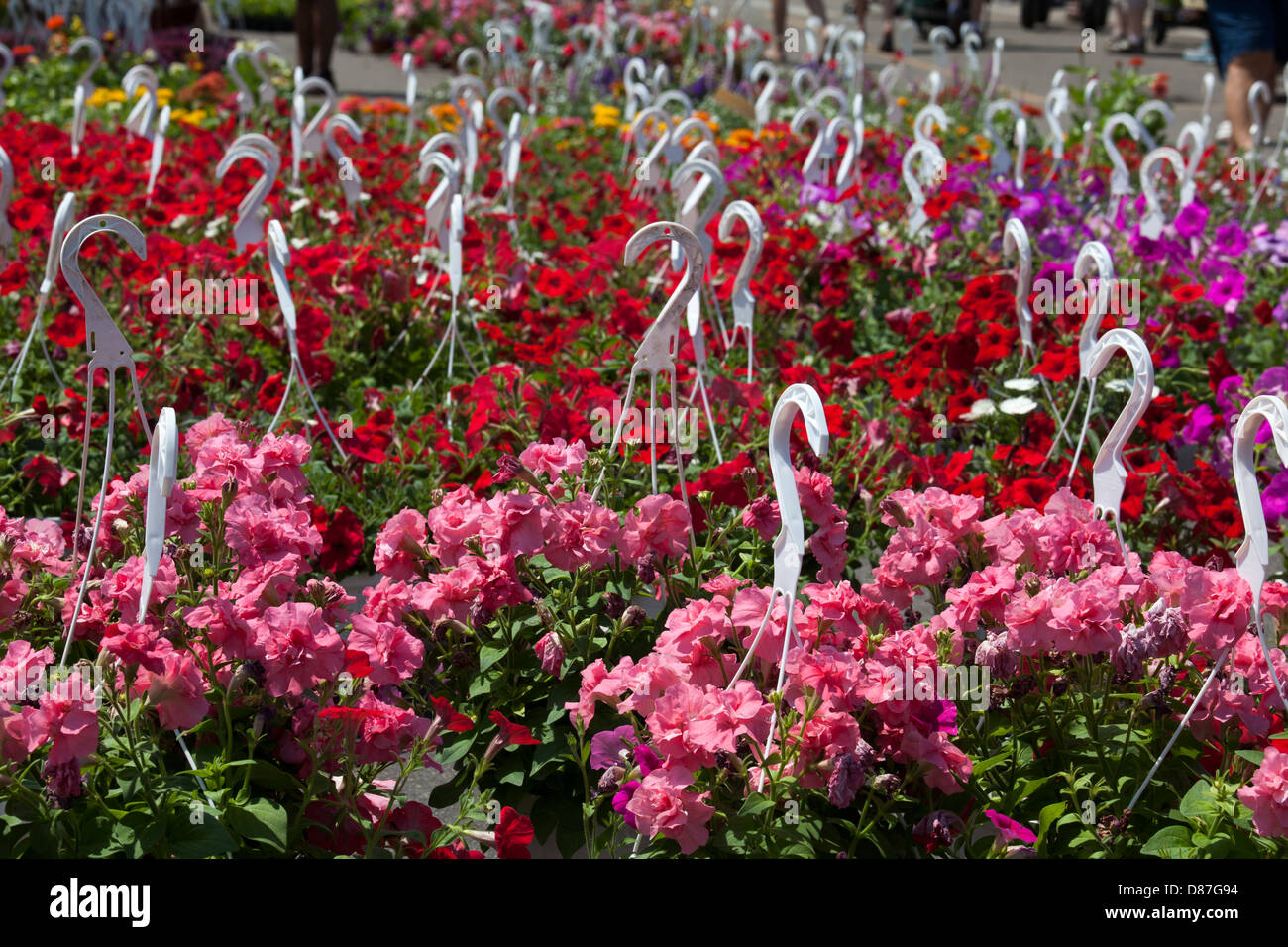 Flower Day at Detroit's Eastern (Farmers) Market Stock Photo Alamy