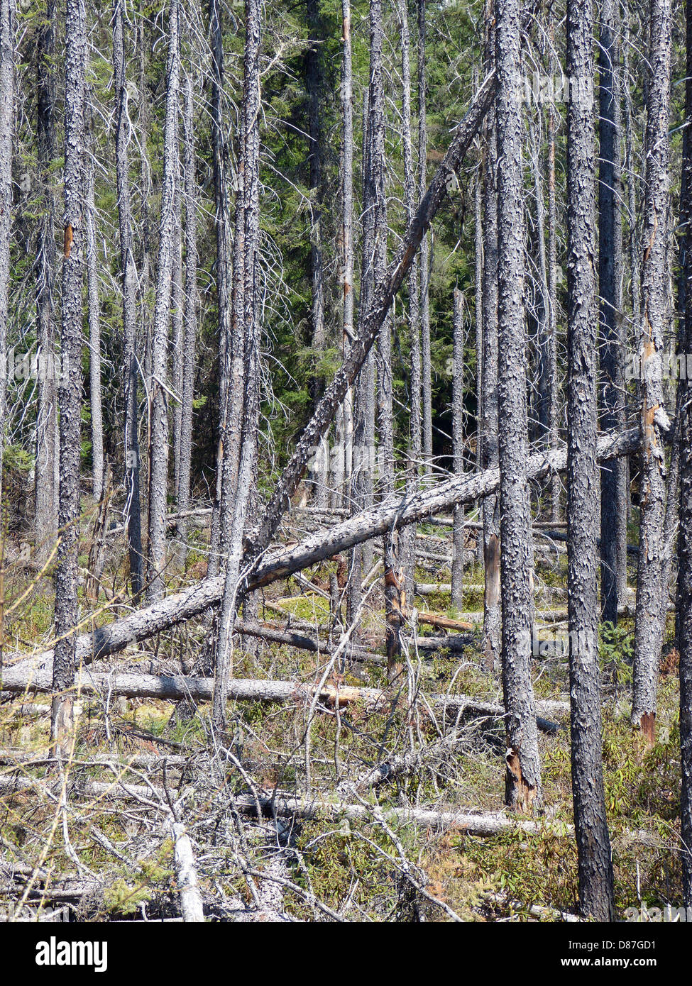 Dead Spruce Trees In Algonquin Park Ontario Canada Stock Photo
