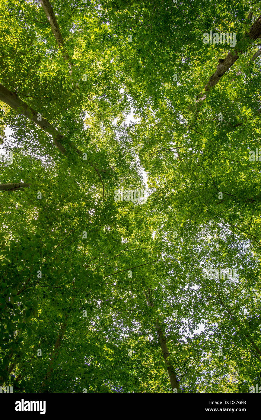 Looking Up In to Tree Tops In Forest Stock Photo