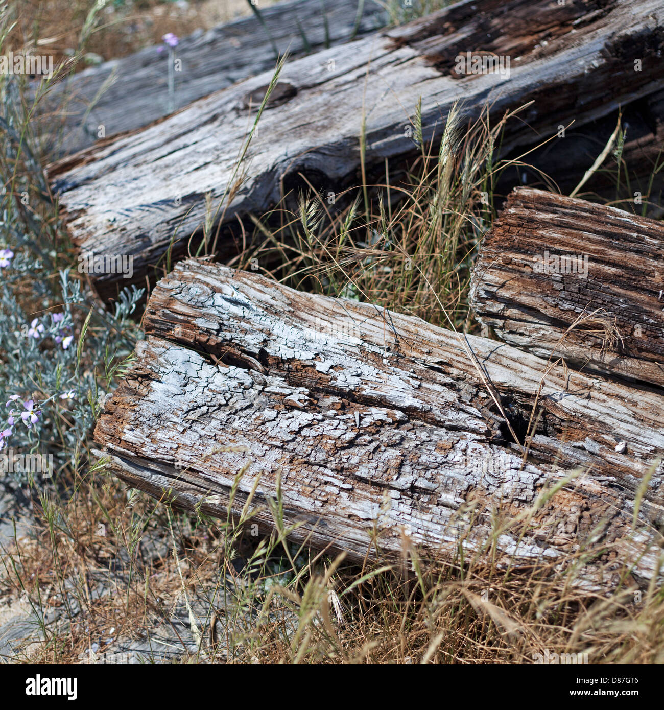 Old dry grass hires stock photography and images Alamy