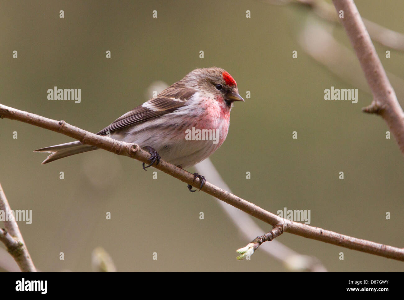 A male Redpoll on a Branch Stock Photo