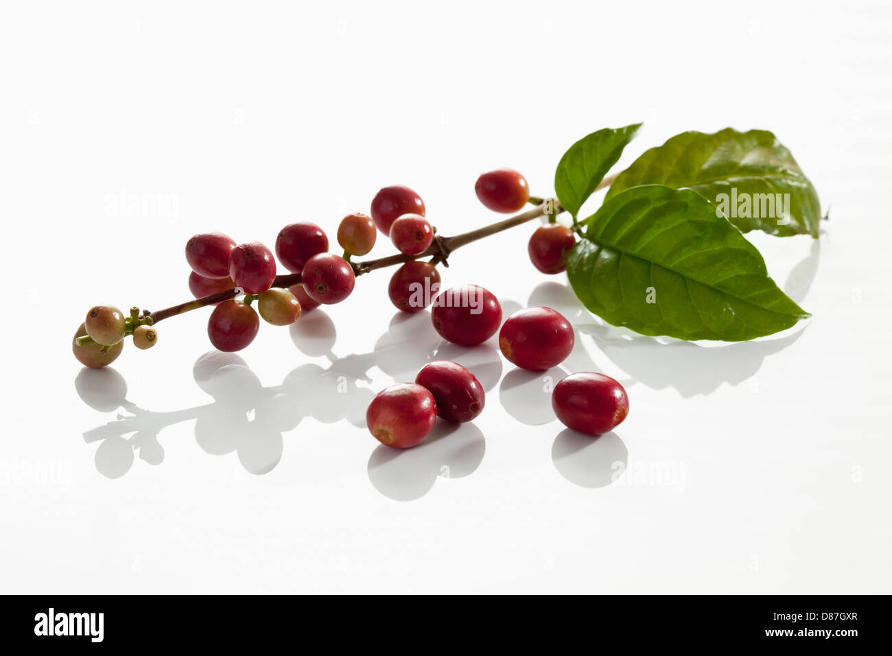 Fresh coffee beans with leaves on white background Stock Photo - Alamy