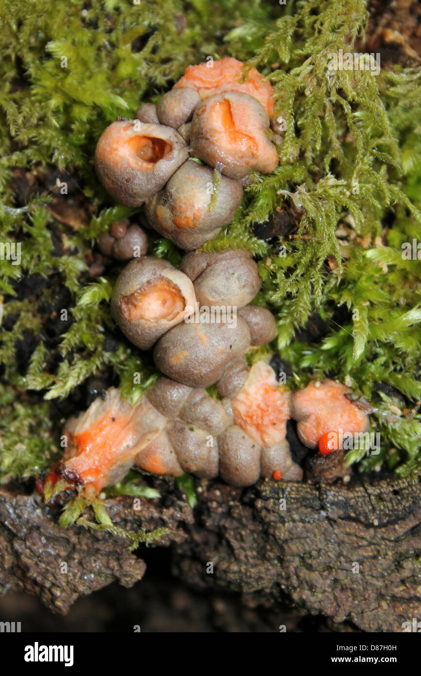 Wolf's Milk Slime Mould Lycogala terrestre Stock Photo