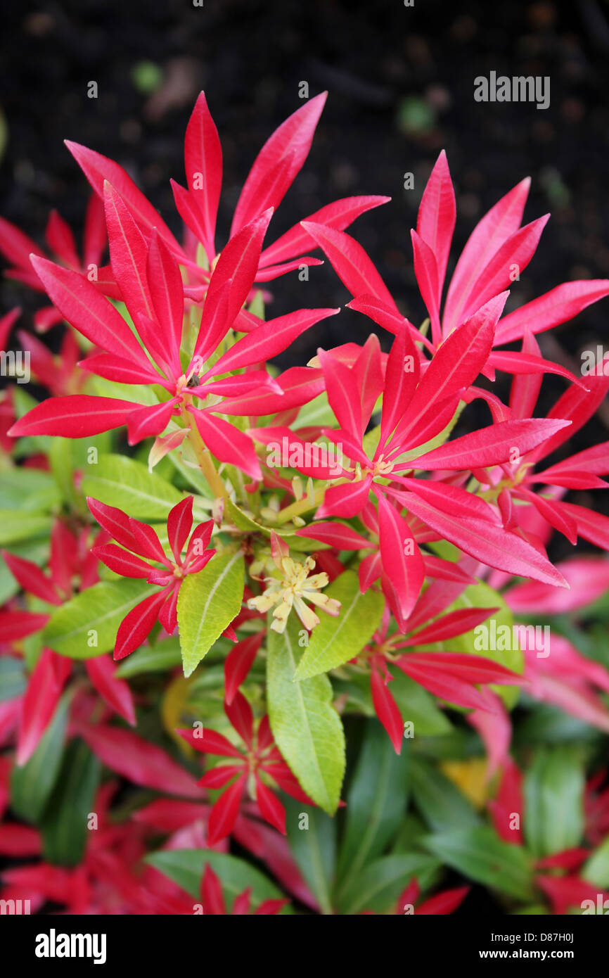 Pieris 'Forest Flame' a large evergreen shrub, the young foliage bright red, becoming pink and cream, finally green. Stock Photo
