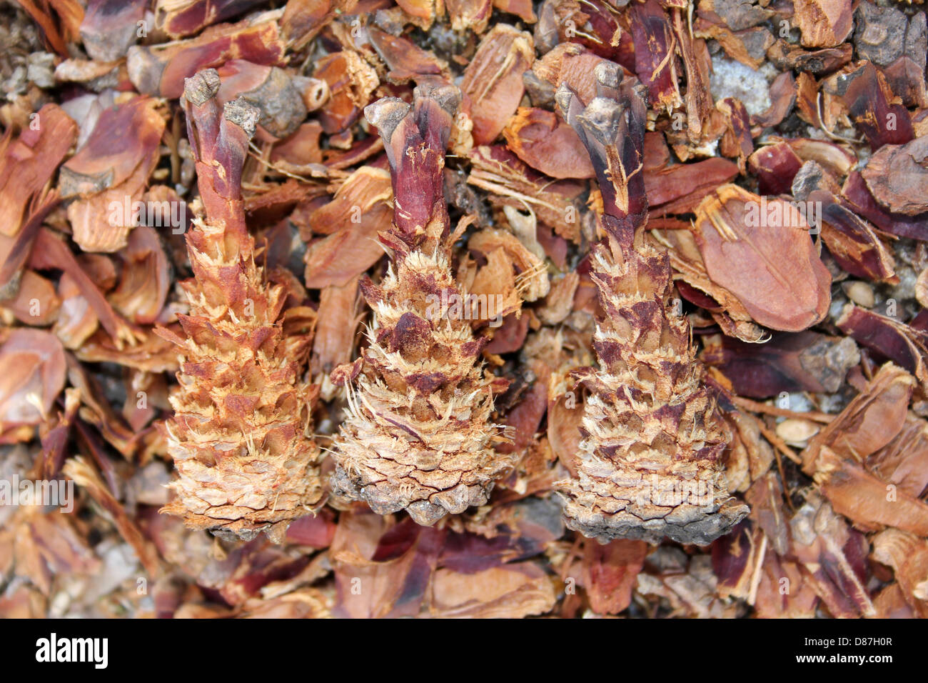 Pine Cones Eaten By Grey Squirrel Sciurus carolinensis Stock Photo