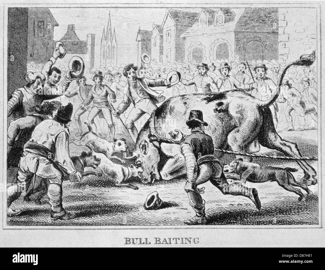 Bulldog - Baiting Bull1816 Stock Photo