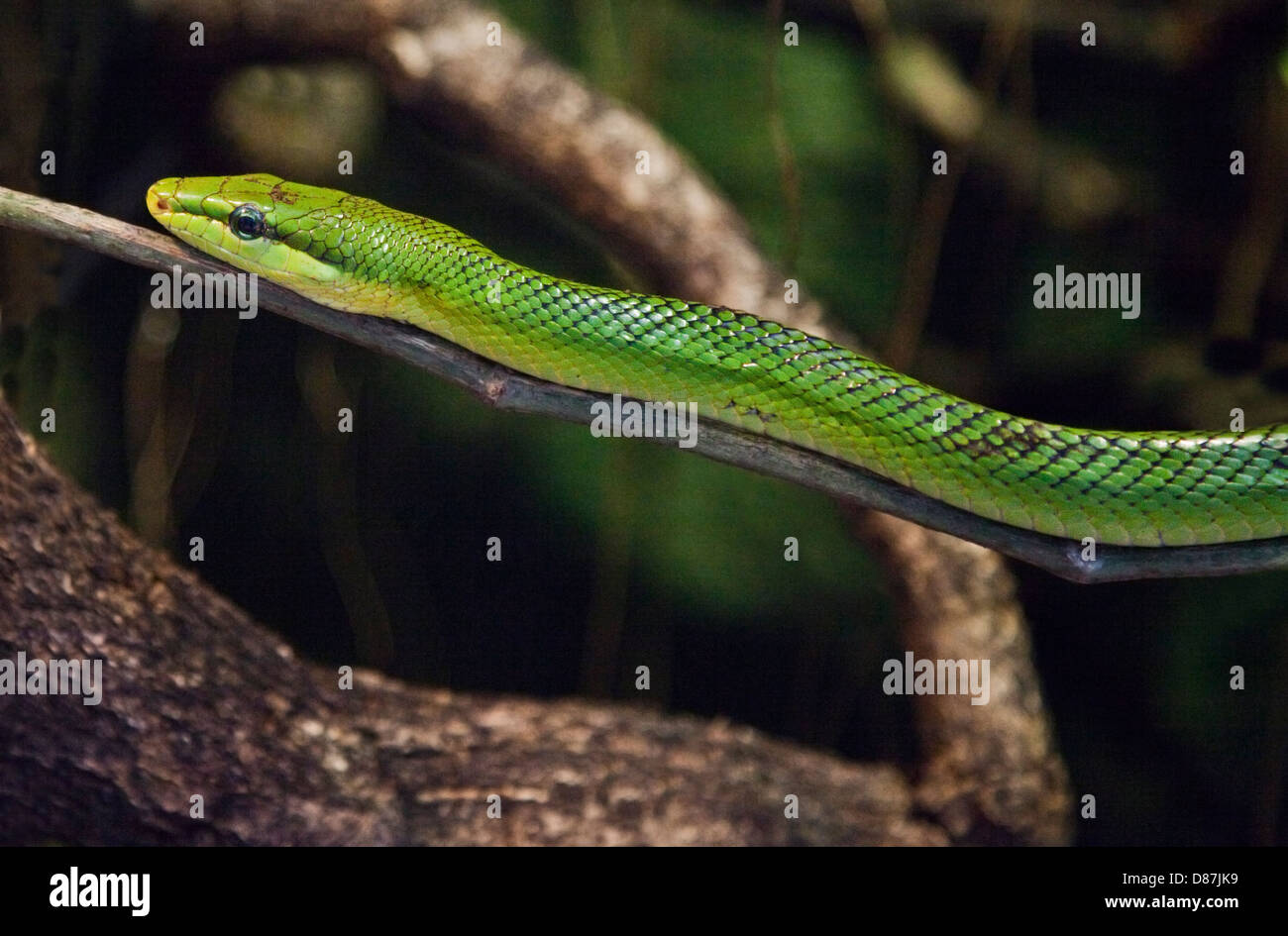 Red Tailed Green Rat Snake (gonyosoma oxycephalum) Stock Photo