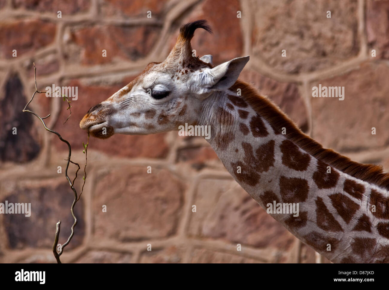 Giraffe (giraffa camelopardarlis) calf eating twig Stock Photo