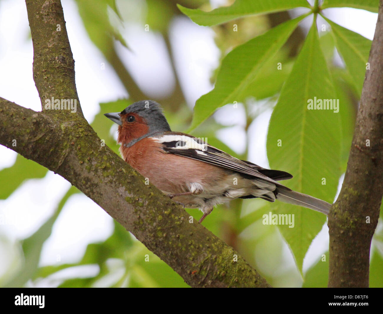close up of chaffinch on a branch of tree Stock Photo