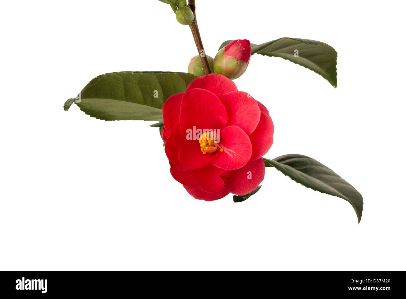 Camelia on white background Stock Photo - Alamy
