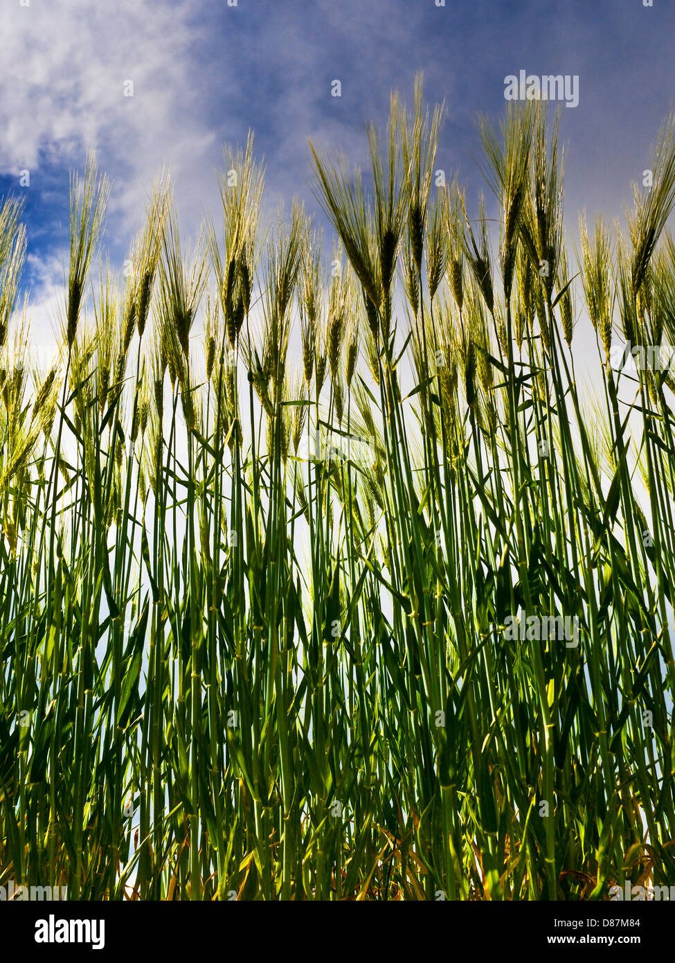 Ripening barley against dark clouds / sky - France Stock Photo - Alamy