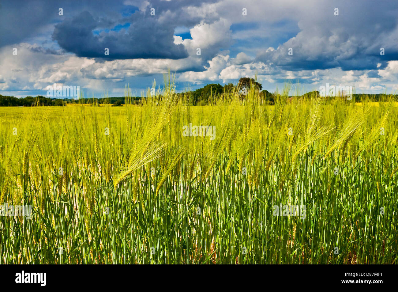 Ripening barley in farmland against dark threatening rain clouds