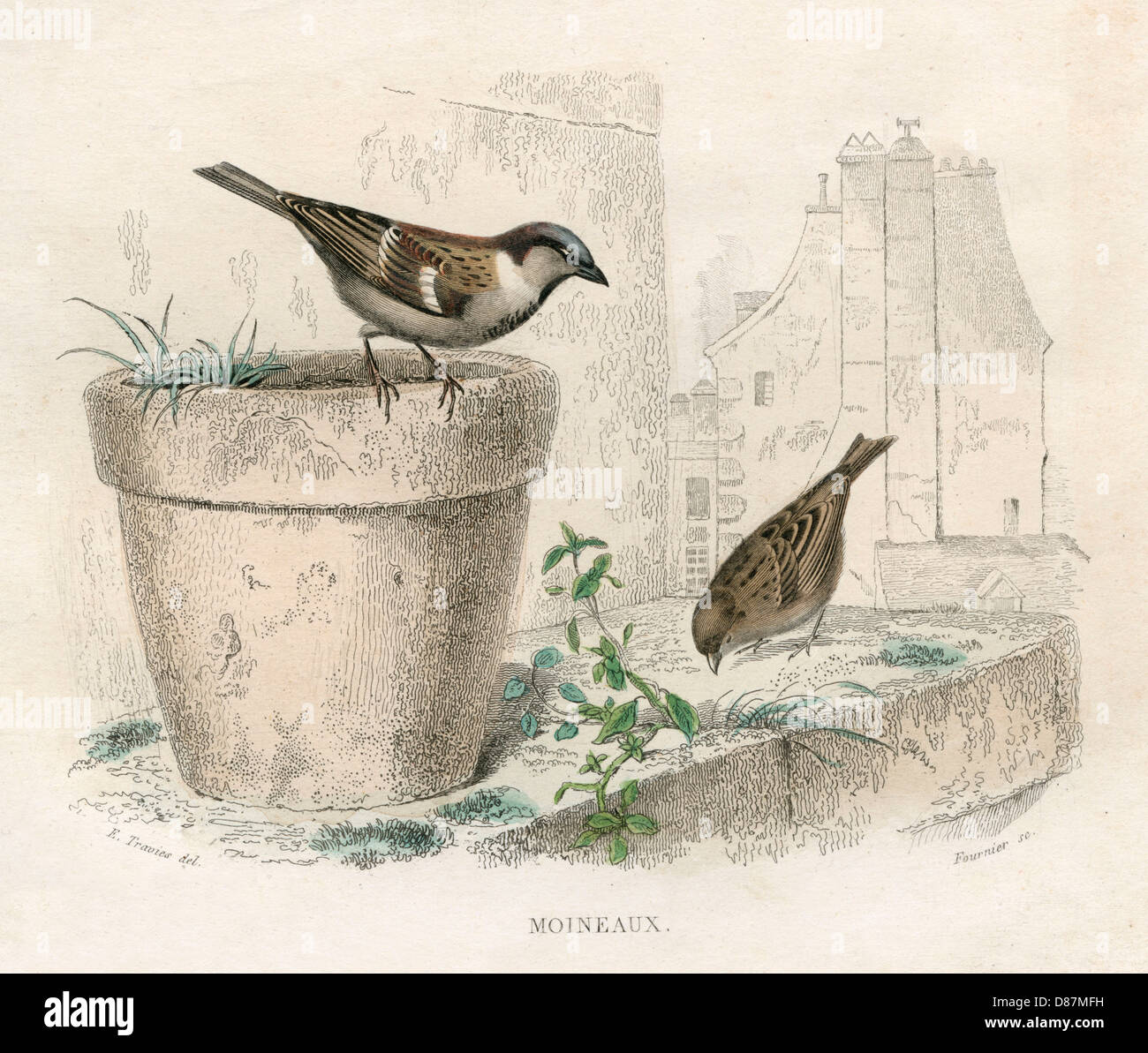 BIRDS/SPARROWS 1837 Stock Photo