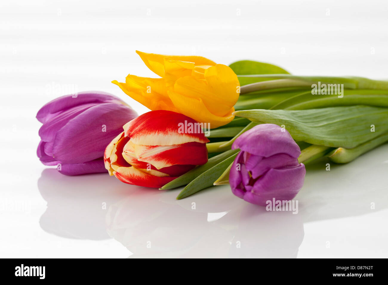 Variety of tulips on white background, close up Stock Photo