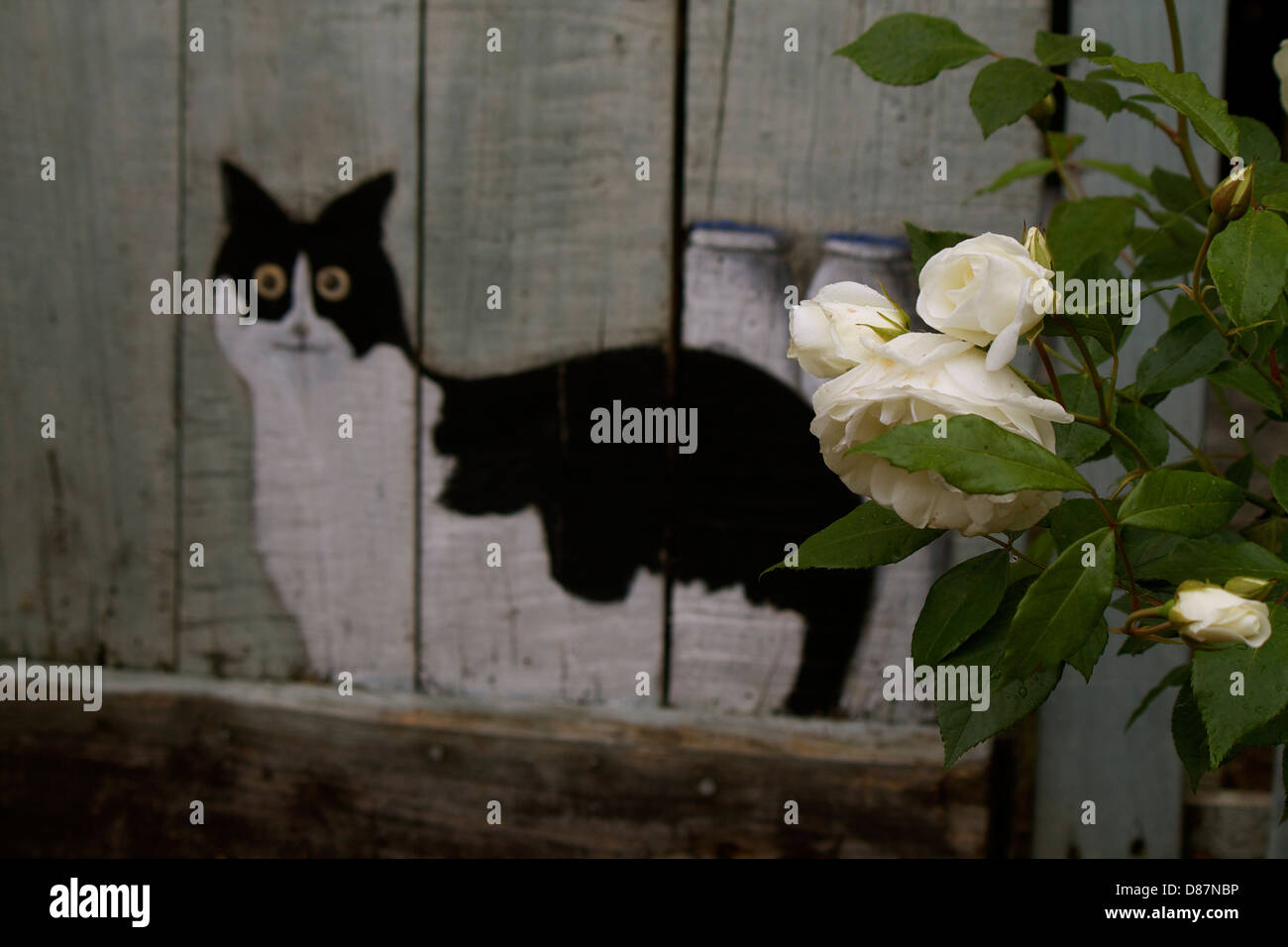 Cat with rose hi-res stock photography and images - Alamy