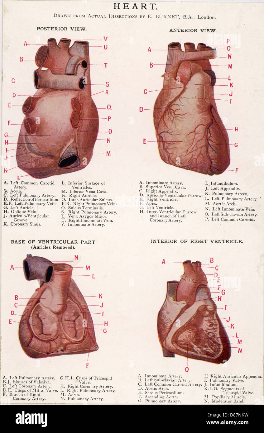 4 VIEWS OF HEART Stock Photo