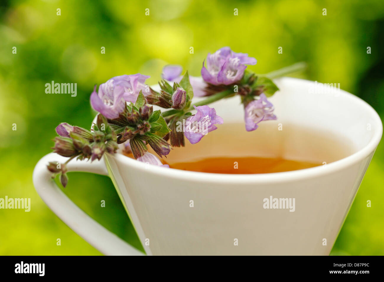 Sage infusion. Salvia officinalis Stock Photo Alamy