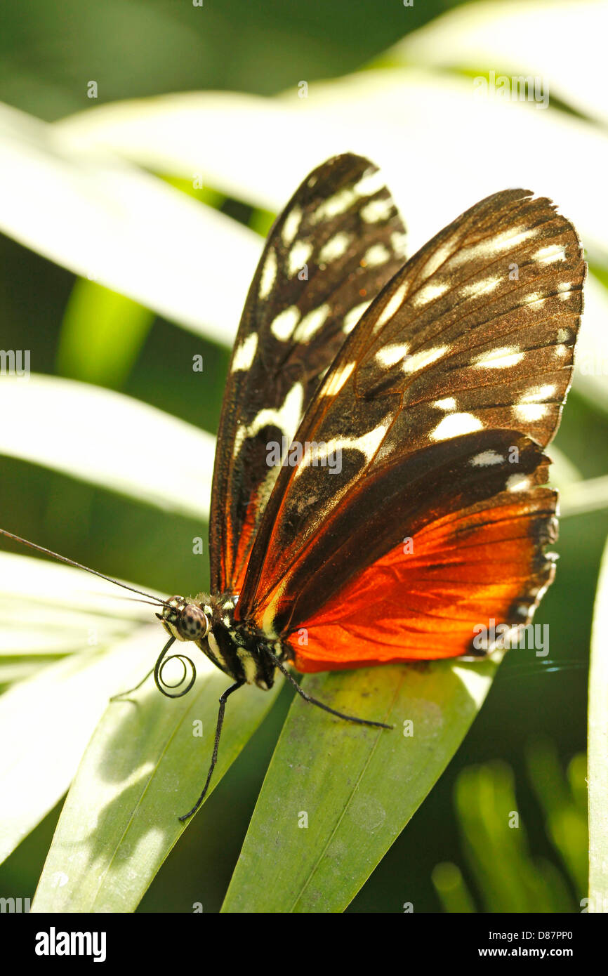 Tiger longwing Heliconius hecale Stock Photo