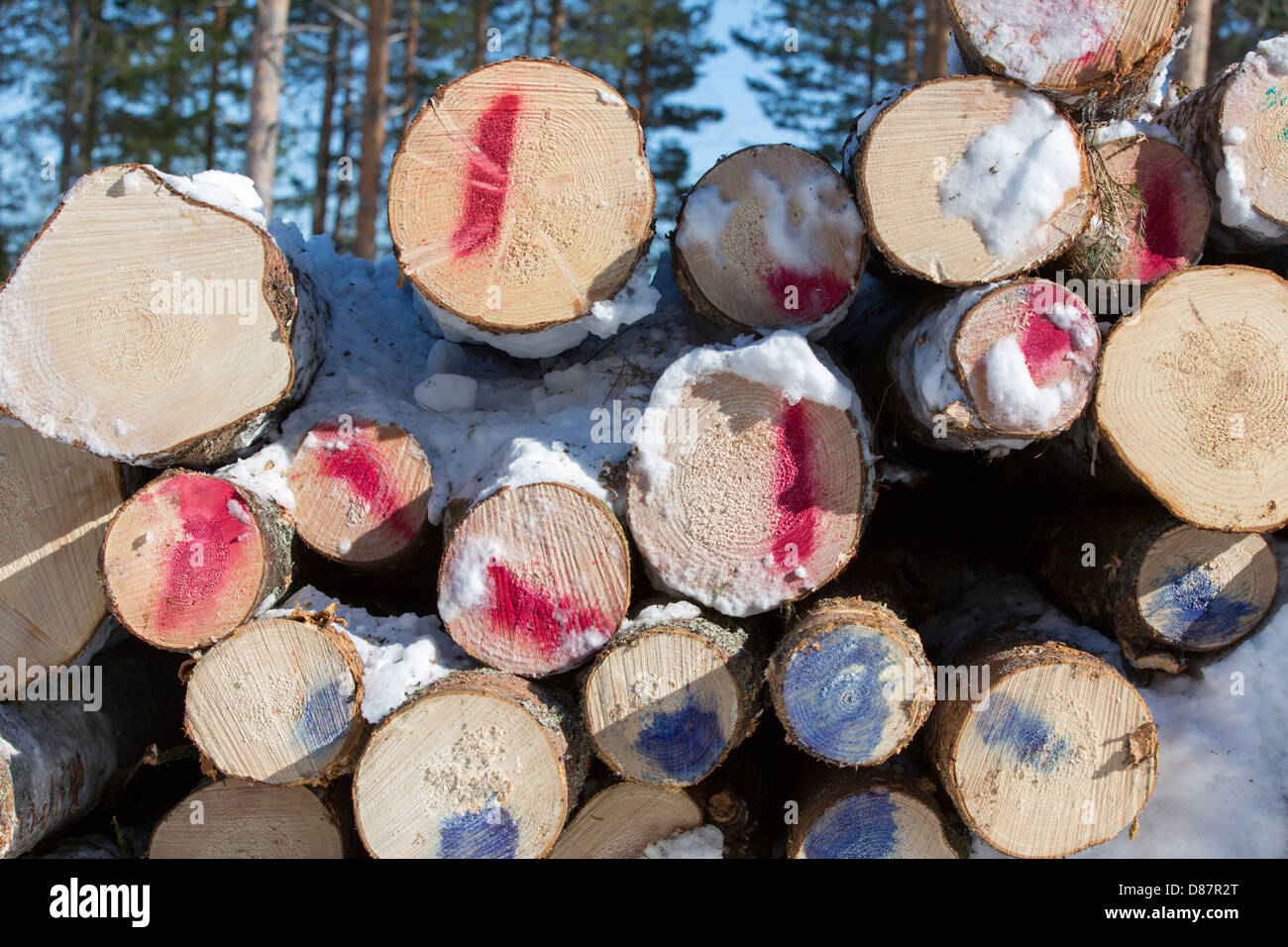 Inventory of logs , color coded with sprayed paint , Finland Stock Photo