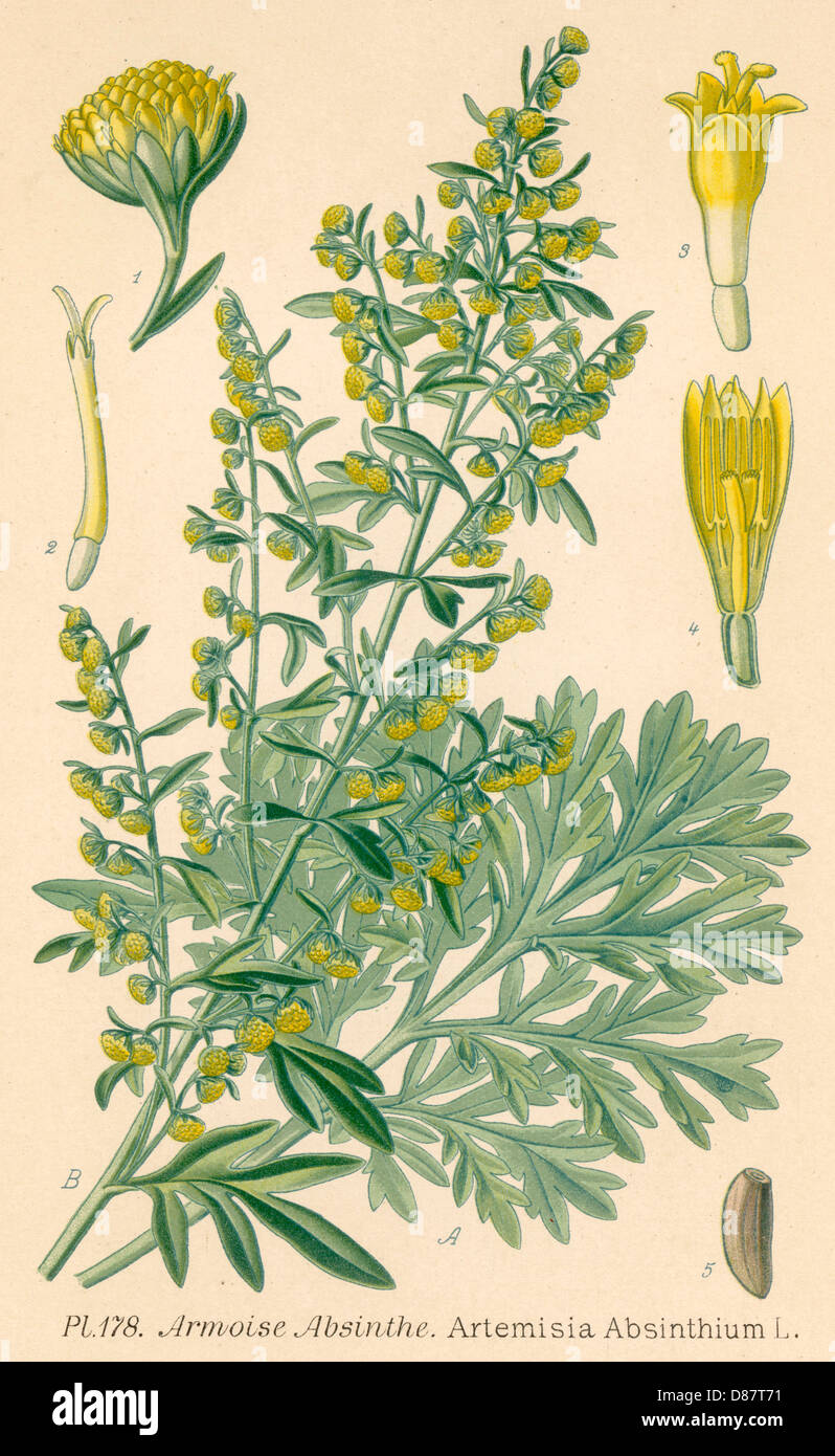 Artemisia Absinthium Absinthium High Resolution Stock Photography and ...