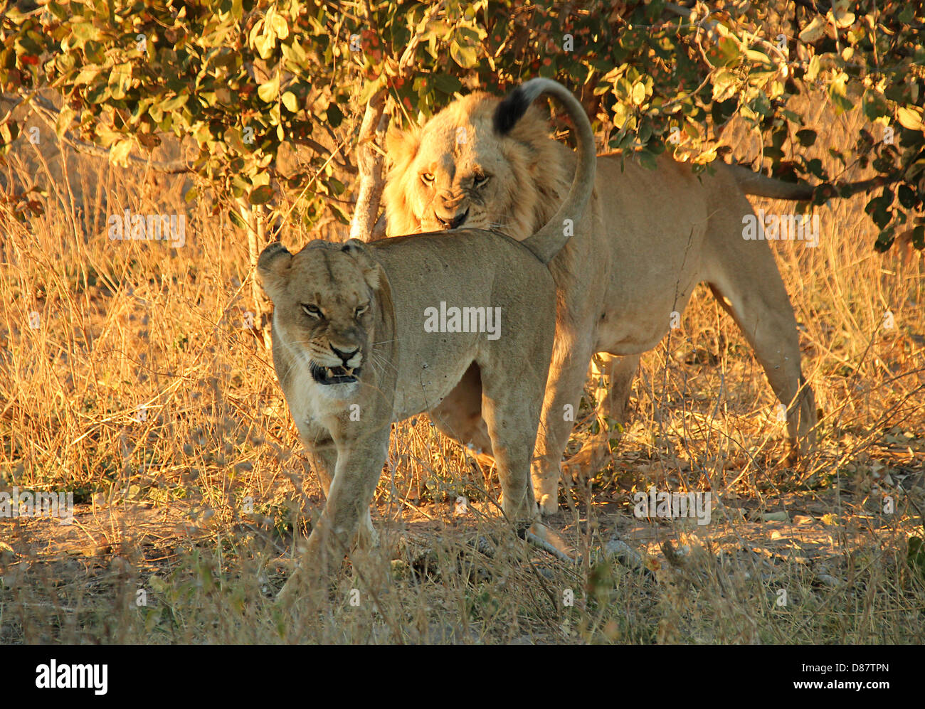 Lion Couple with Angry Look, Khwai River, Botswana Stock Photo