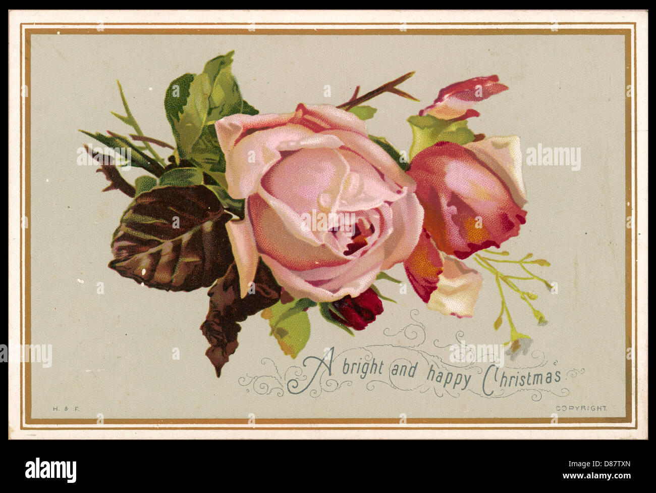 PALE PINK ROSE Stock Photo