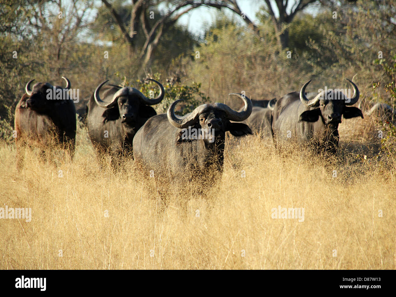 African Buffalos, Khwai River, Boswana Stock Photo
