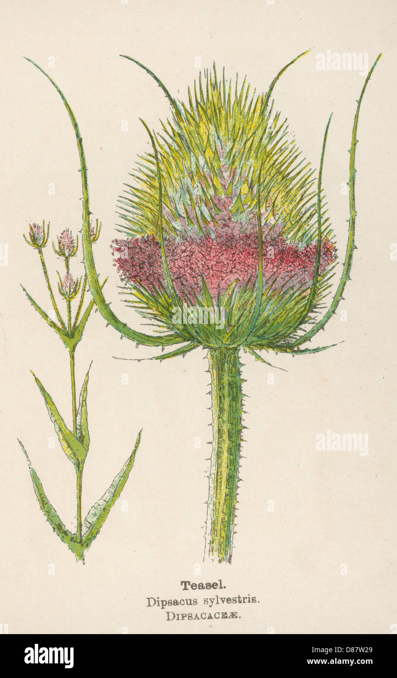Plants sylvestris hi-res stock photography and images - Alamy