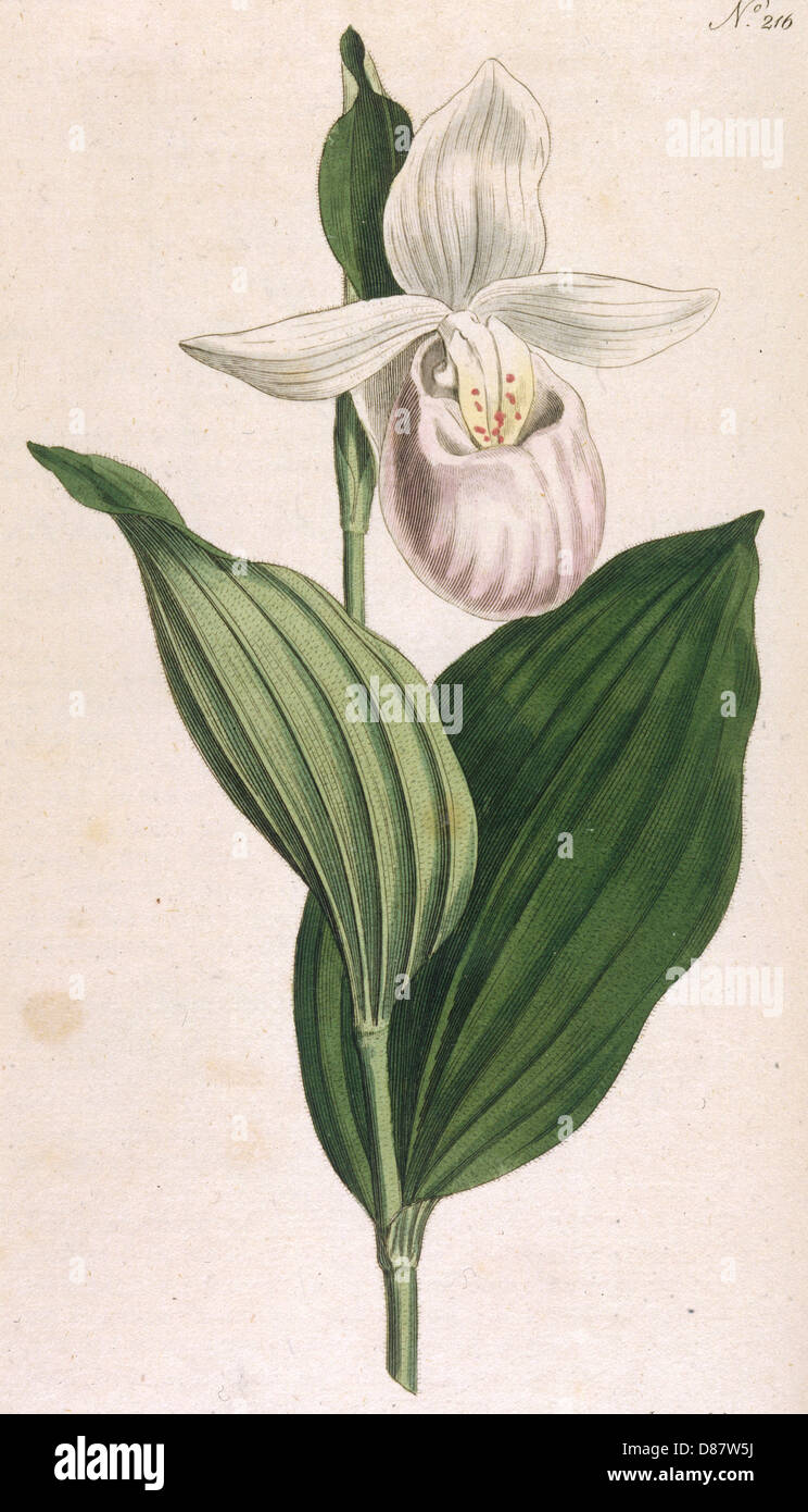 Plants - Cypripedium Album Stock Photo