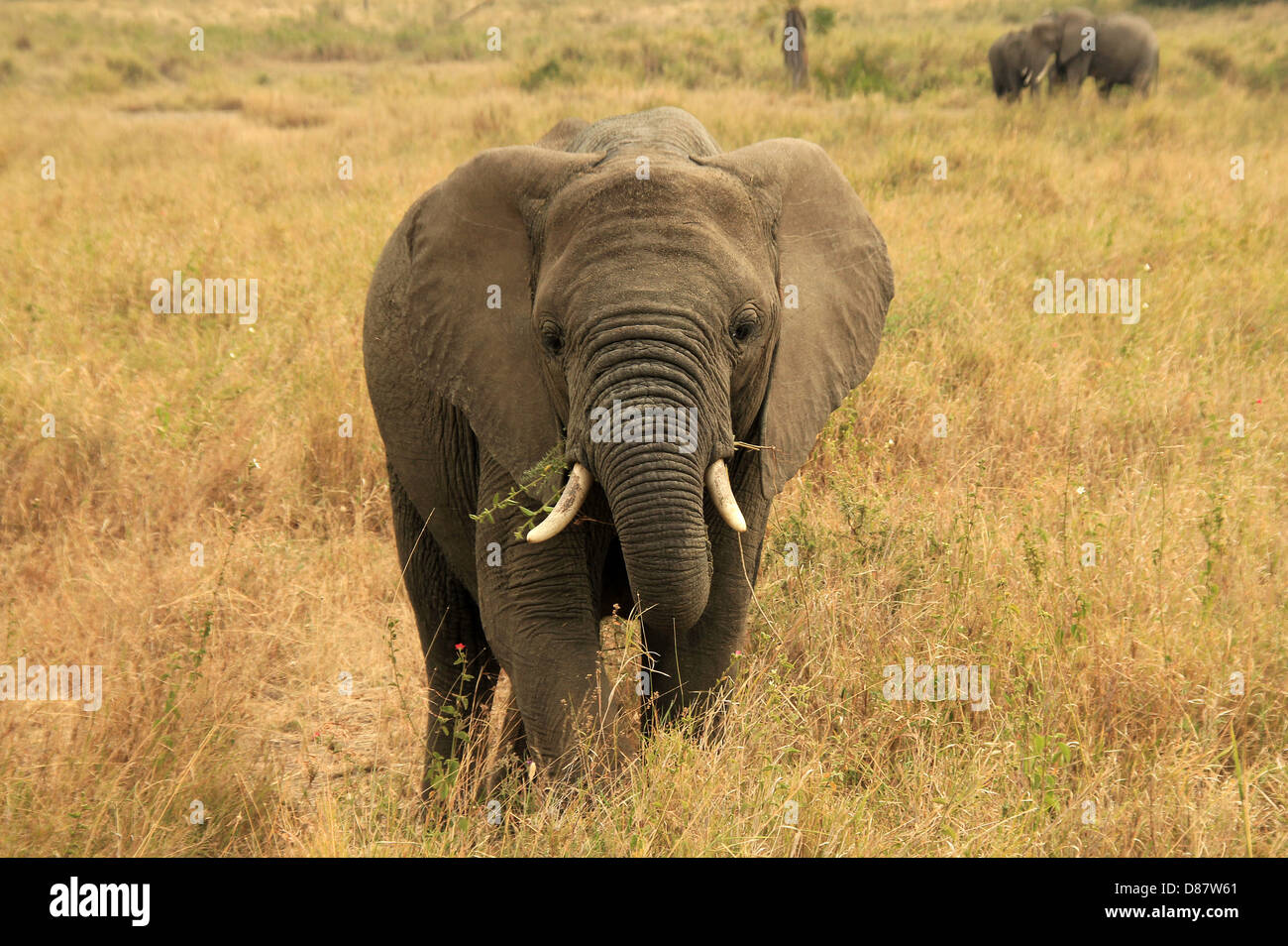 African Elephant Calf (Loxodonta Africana) Approaching, Serengeti, Tanzania Stock Photo